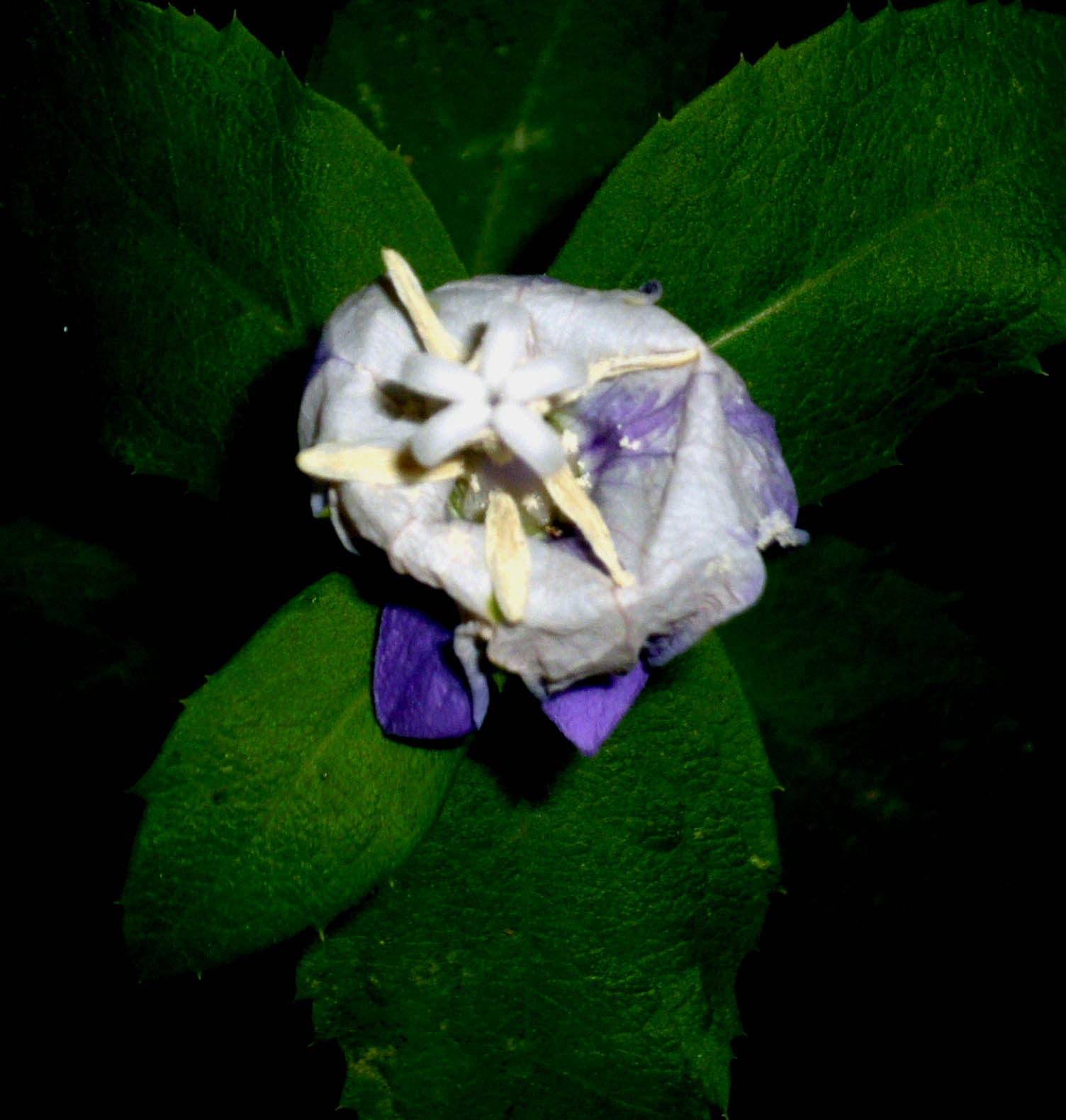 Pianta ignota nata da seme